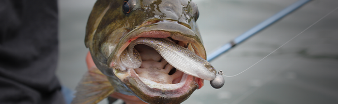 Best Rapala Lures for Bass: Proven Picks That Catch Fish