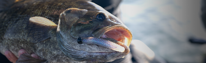 Best Smallmouth Bass Lures: Proven Baits That Trigger Big Strikes