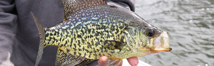 Spider Rigging Essentials: Best Crappie Rods for Effective Trolling