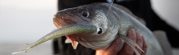 Best Spring Walleye Plastics: Profile Guide