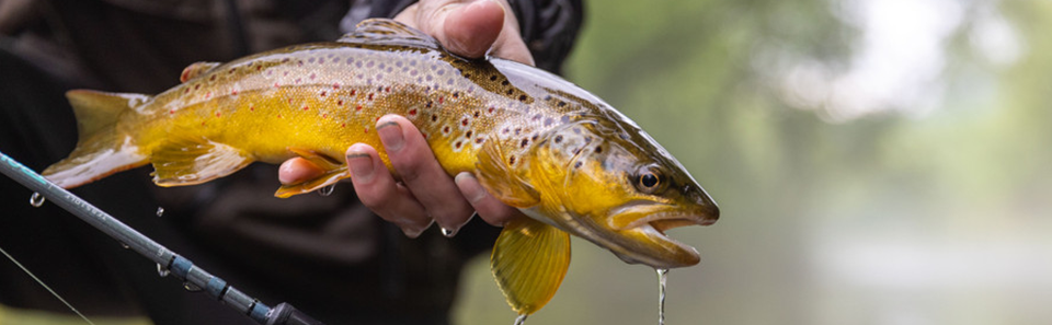 Best Trout Bait - Top 5 Irresistible Trout Baits You Need to Try Today!