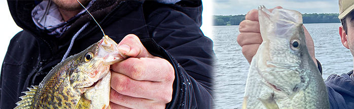Difference Between Black and White Crappie - Identification Tips and Insights