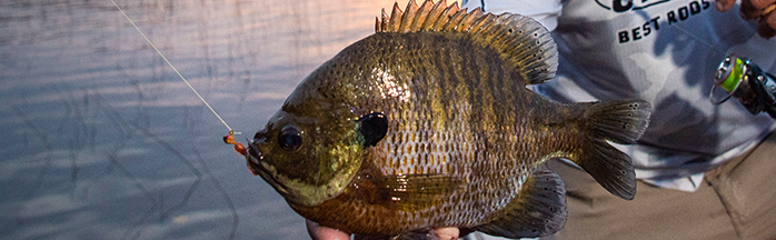 Spring Spawning Bluegills: How and Where to Catch Bluegill in Spring