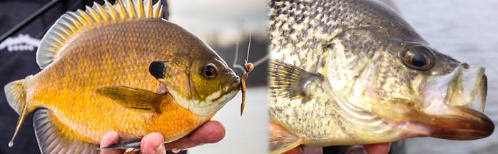 Crappie vs. Bluegill: Key Differences and Fishing Tips