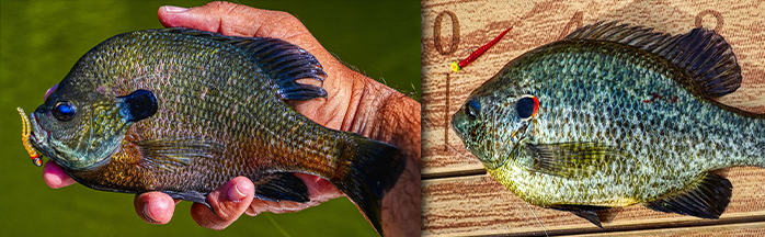 Redear Sunfish vs Bluegill: How to Tell Them Apart and Catch More of Both