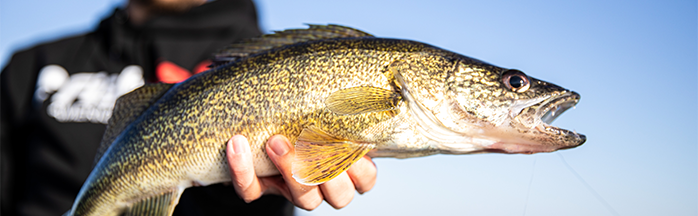 Lake Erie Walleye: Jigging vs Trolling Decision Tree (What to Do Today)