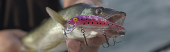 Lead Length Rules for Crankbaits (Walleye Trolling)