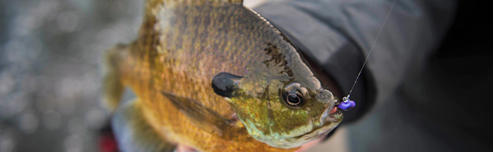Early Ice Fishing for Bluegills: Location, Safety, and First-Ice Tactics
