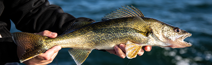Harness Leader Length Rules for Walleyes (When Longer Wins)