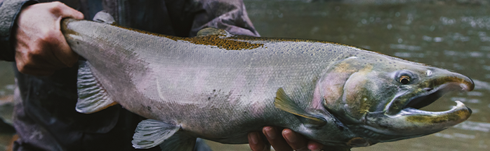 Ten Tips for Catching Salmon in Rivers