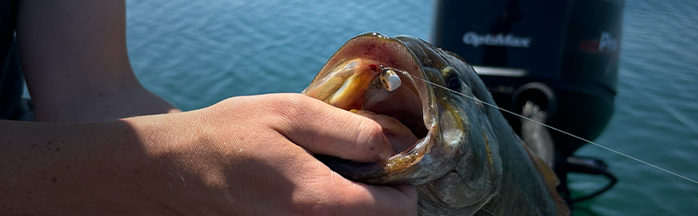 How to Catch Suspended Bass: Tips and Techniques for Success