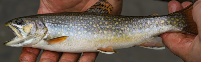 How To Catch Trout: Trout Fishing Tips & Techniques