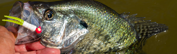 How to Jig for Crappie: Tips, Tactics and Gear