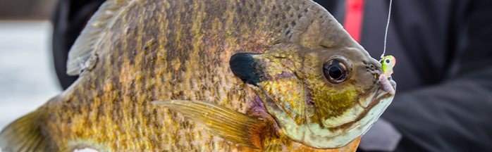 The Ultimate Guide to Ice Fishing for Bluegill and Sunfish: Techniques, Gear, and Tips
