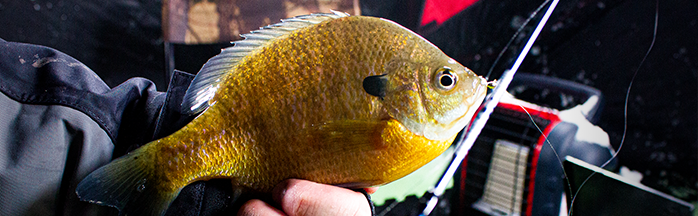 Tips for Beginner Ice Anglers: Start Safe, Stay Warm, Catch Fish