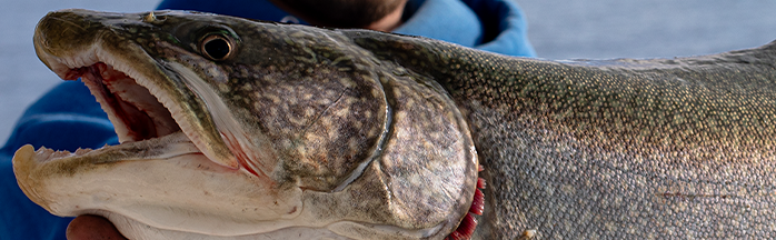 How to Tip-Up Fish for Lake Trout: Complete Setup, Baits, and Tactics