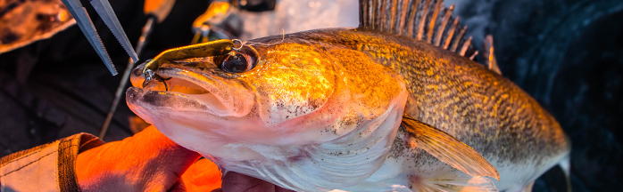 Ice Fishing Minnesota: Best Lakes, Species, and Tips for a Legendary Hardwater Season