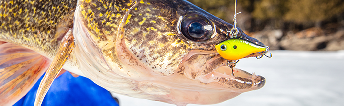 Icing Walleyes with a 1-2 Punch