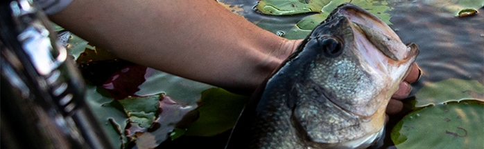 Lake Kissimmee Bass Fishing: Patterns, Hotspots & Proven Tactics