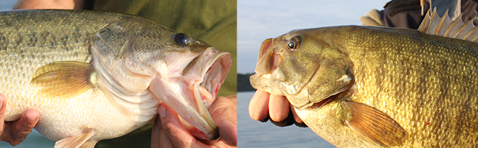 Largemouth vs. Smallmouth Bass: Key Differences & Fishing Tips