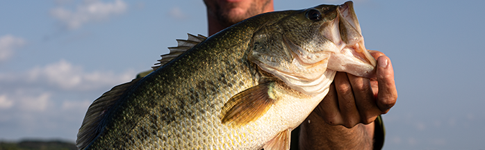 Largemouth Bass Fishing Tips: A Complete Guide