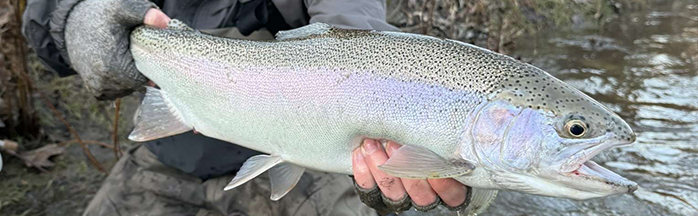 Late Winter Steelhead Fishing: Cold-Water Tactics, Gear, and Presentations That Work