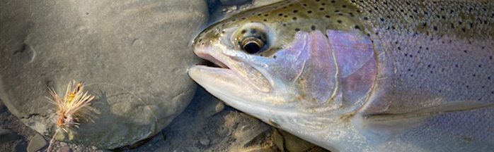 Low Water Fly Fishing Techniques for Steelhead: How To Catch Steelhead in Low and Clear Water