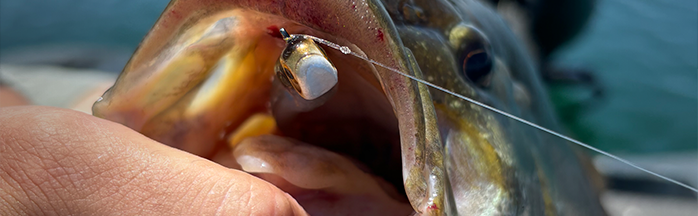 Minnow Fishing for Bass: A Complete Guide