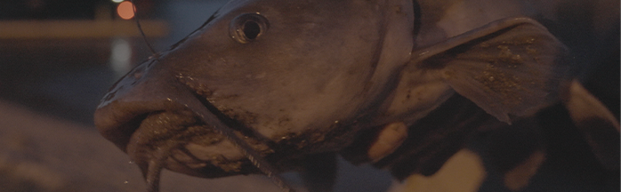 Night Fishing for Catfish: Spots, Timing, Rigs, Baits, and Simple Plans