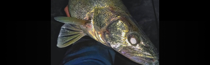 Mastering Night Fishing for Walleye: Strategies and Best Baits