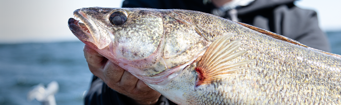Post-Spawn Walleye Search Plan: Switching to Cranks