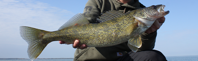 Targeting Pre-Spawn Walleyes