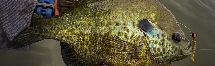 Shellcracker Fishing 101 - Where To Find And How To Catch Redear Sunfish