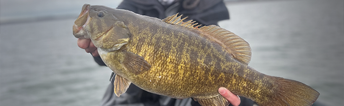 Smallmouth Bass Fishing Tips: A Complete Guide