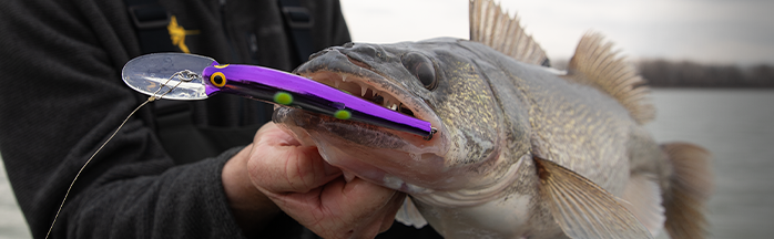 Spring Walleye Color Rules: Clear vs. Stained Water