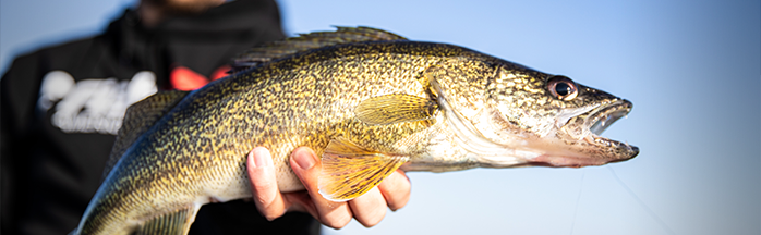 Spring Walleye Water Temp Triggers (36–60°F)