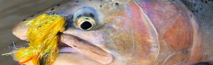 Why Streamers? A Complete Angler’s Guide to Streamer Fishing for Steelhead 