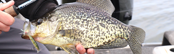 Fishing for Crappie in Summer: Strategies for Hot Weather Success