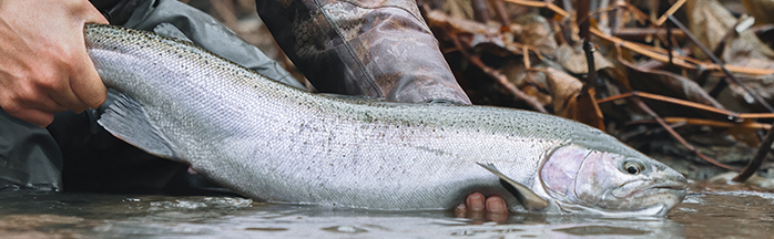 Swinging for Steelhead: Mastering the Traditional Fly Fishing Technique