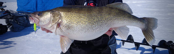 Top 9 Ice Baits for Lake Erie Walleye