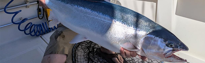 Ultimate Guide to Trolling for Steelhead: Techniques, Gear, and Tips for Success
