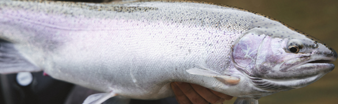 Understanding and Reading Current for Steelhead on Lake Erie Tributaries