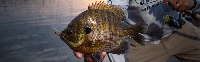 Using Live Bait for Panfish
