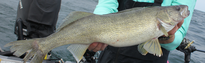 Walleye Harnesses & Spinner Rigs - Speed, Blades & Bottom Control