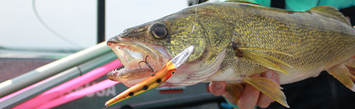 Walleye Speed Control: How to Tweak Your Trolling Speed for More Fish