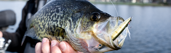Crappie Feeding Habits: A Complete Guide to Their Diet