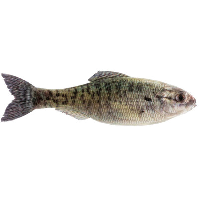 6th Sense Panorama Swimbait Live Crappie