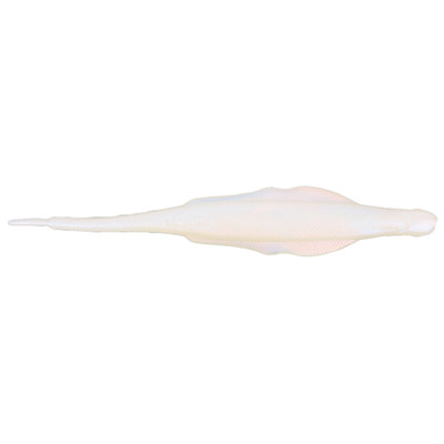 Nories Lady Balance Albino Pearl