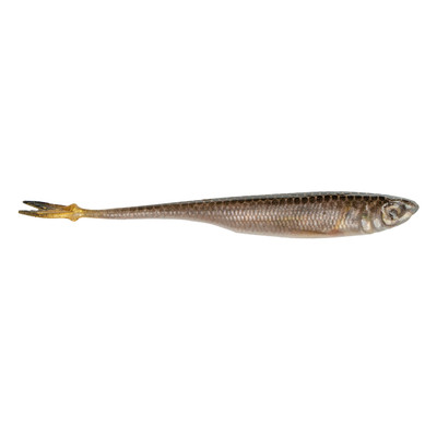 6th Sense Crappie Strobe Minnow Soft Bait Live Minnow