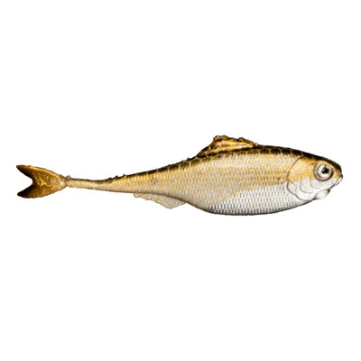 6th Sense Fiction Shad Golden Shiner